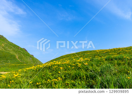 Sado City, Niigata Prefecture - Tobishima day lilies colony around Onogame on the Sotokaifu coast of Sado Island 129939895