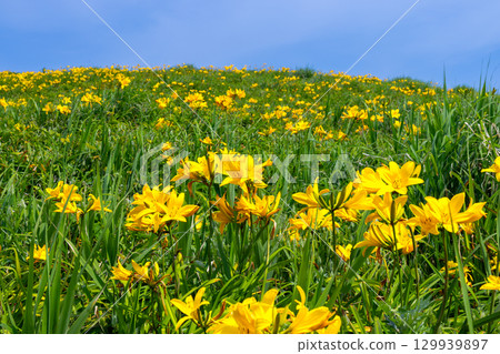 新潟縣佐渡市 - 佐渡島外海府海岸小野龜附近的飛島萱草群落 新潟縣佐渡市 - 佐渡島外海府海岸小野龜附近的飛島萱草群落 129939897