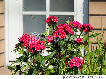 Red sweet william 129940335