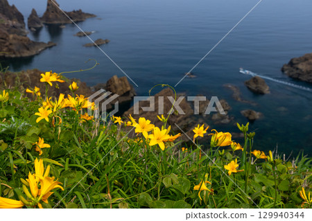 新潟縣佐渡市 - 佐渡島外海府海岸小野龜周圍的飛島萱草群落和日本海 新潟縣佐渡市 - 佐渡島外海府海岸小野龜周圍的飛島萱草群落和日本海 129940344