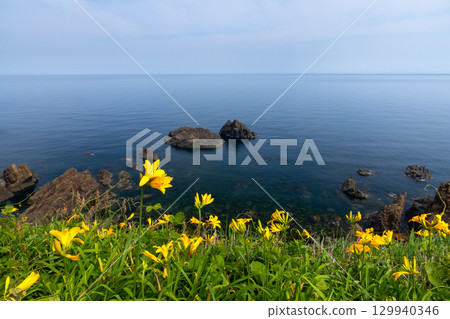 Sado City, Niigata Prefecture - Tobishima day lilies colony around Onogame on the Sotokaifu coast of Sado Island and the Sea of Japan Sado City, Niigata Prefecture - Tobishima day lilies colony around Onogame on the Sotokaifu coast of Sado Island and the Sea of Japan 129940346