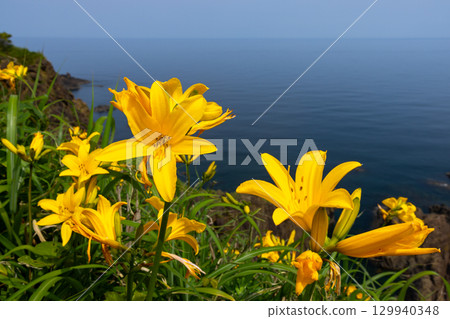 新潟縣佐渡市 - 佐渡島外海府海岸小野龜周圍的飛島萱草群落和日本海 129940348