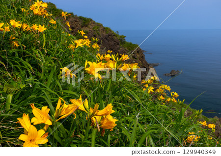 新潟縣佐渡市 - 佐渡島外海府海岸小野龜周圍的飛島萱草群落和日本海 129940349