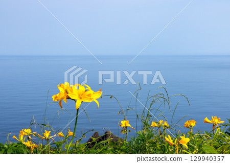 新潟縣佐渡市 - 佐渡島外海府海岸小野龜周圍的飛島萱草群落和日本海 新潟縣佐渡市 - 佐渡島外海府海岸小野龜周圍的飛島萱草群落和日本海 129940357