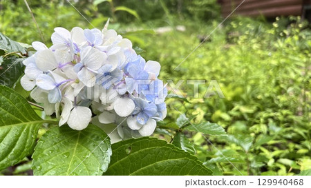 黑姬高原別墅庭院盛開的繡球花 129940468