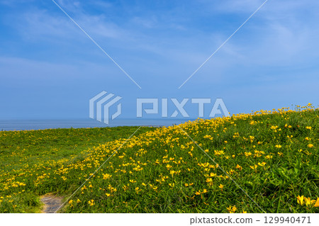 新潟縣佐渡市 - 佐渡島外海府海岸,俯瞰日本海,小野龜周圍的飛島萱草群落 新潟縣佐渡市 - 佐渡島外海府海岸,俯瞰日本海,小野龜周圍的飛島萱草群落 129940471