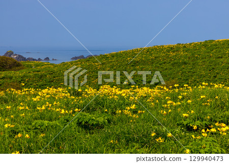 新潟縣佐渡市 - 佐渡島外海府海岸,俯瞰日本海,小野龜周圍的飛島萱草群落 新潟縣佐渡市 - 佐渡島外海府海岸,俯瞰日本海,小野龜周圍的飛島萱草群落 129940473