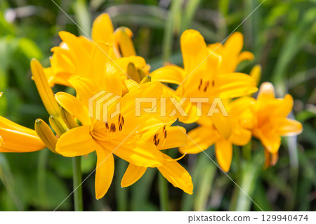 新潟縣佐渡市佐渡島外海府海岸小野龜附近的飛島萱草群落特寫 新潟縣佐渡市佐渡島外海府海岸小野龜附近的飛島萱草群落特寫 129940474