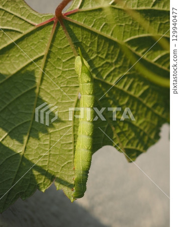 一隻大毛毛蟲正在吃葡萄葉（20250818165618） 129940477