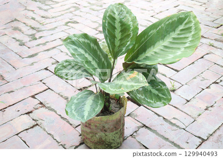 Goeppertia veitchiana and Homalomena tree on farm Goeppertia veitchiana and Homalomena tree on farm 129940493