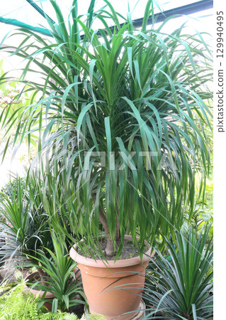 Dracaena draco leaf ornamental plant 129940495