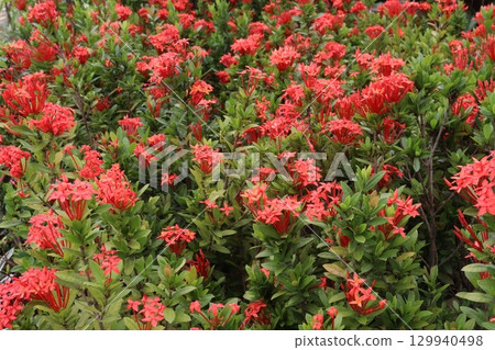Chinese ixora flower plant on farm Chinese ixora flower plant on farm 129940498