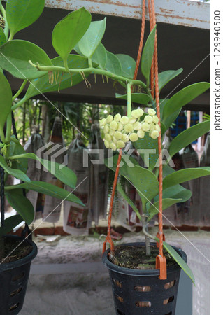 Hoya pachyclada flower plant on hanging pot Hoya pachyclada flower plant on hanging pot 129940500