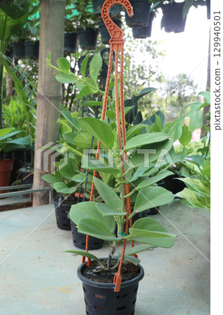 Hoya pachyclada flower plant on hanging pot 129940501