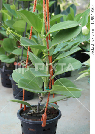 Hoya pachyclada flower plant on hanging pot Hoya pachyclada flower plant on hanging pot 129940502