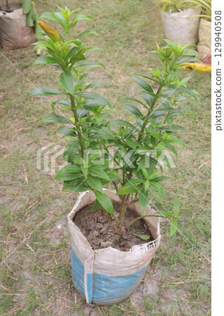 Allamanda cathartica tree plant on farm Allamanda cathartica tree plant on farm 129940508