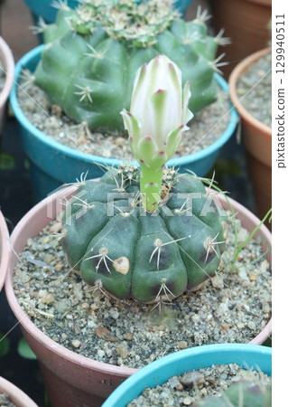 Gymnocalycium saglionis cactus on pot Gymnocalycium saglionis cactus on pot 129940511