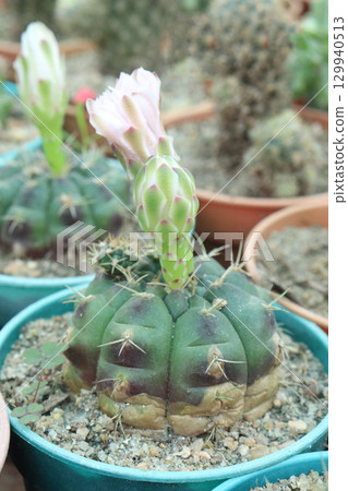 Gymnocalycium saglionis cactus on pot 129940513