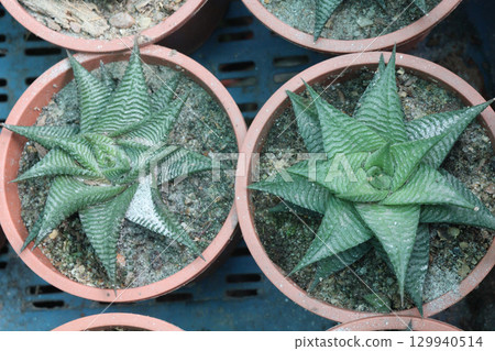 Haworthiopsis limifolia plant on pot 129940514