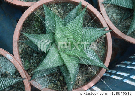 Haworthiopsis limifolia plant on pot 129940515