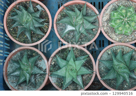 Haworthiopsis limifolia plant on pot 129940516