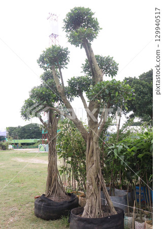 Ficus microcarpa tree plant on farm 129940517
