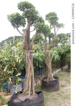 Ficus microcarpa tree plant on farm 129940518