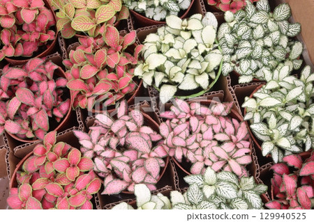 Fittonia plant on nursery for sell are cash crops 129940525