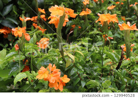 Crossandra infundibuliformis flower plant on farm Crossandra infundibuliformis flower plant on farm 129940528