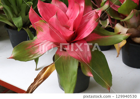 Neoregelia johannis leaf plant on nursery Neoregelia johannis leaf plant on nursery 129940530