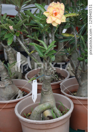 Adenium arabicum flower plant on nursery 129940531