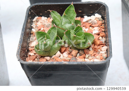 Sansevieria Mini leaf plant on pot Sansevieria Mini leaf plant on pot 129940539