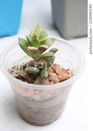 Anacampseros telephiastrum leaf plant on farm 129940540
