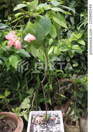 Mussaenda philippica flower plant on nursery Mussaenda philippica flower plant on nursery 129940544