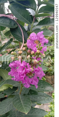 crape myrtle flower plant on farm 129940547