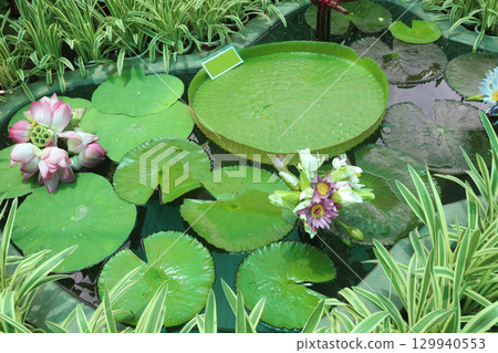 Victoria amazonica water leaf plant on farm Victoria amazonica water leaf plant on farm 129940553