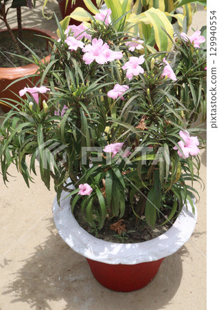 Ruellia simplex flower tree on farm 129940554