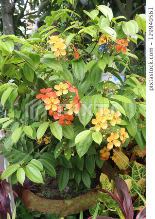 Bauhinia kockiana flower plant on nursery Bauhinia kockiana flower plant on nursery 129940561
