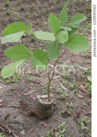 Butea monosperma flower plant on nursery 129940565