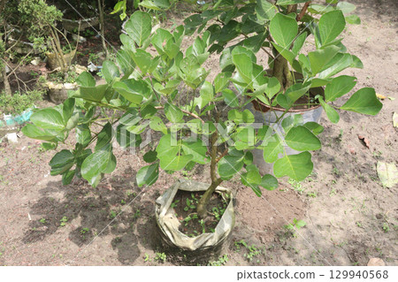 Butea monosperma flower plant on nursery 129940568