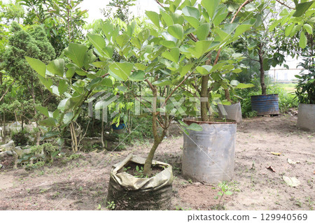 Butea monosperma flower plant on nursery 129940569