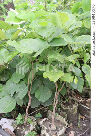 Butea monosperma flower plant on nursery 129940570