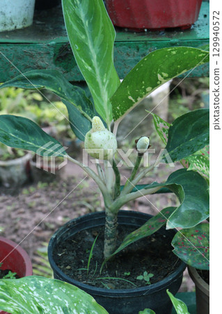 pink colored Aglaonema tree on pot in nursery pink colored Aglaonema tree on pot in nursery 129940572