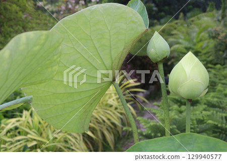 Nelumbo nucifera also called yellow lotus flower on pot 129940577
