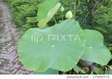Nelumbo nucifera also called yellow lotus flower on pot Nelumbo nucifera also called yellow lotus flower on pot 129940579