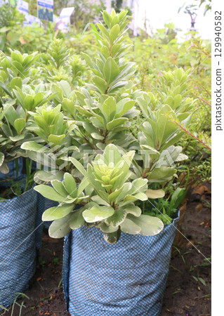 Pittospourm Tobera Varigated tree farm Pittospourm Tobera Varigated tree farm 129940582