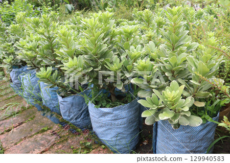 Pittospourm Tobera Varigated tree farm Pittospourm Tobera Varigated tree farm 129940583