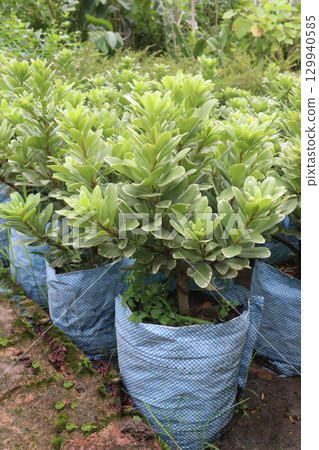 Pittospourm Tobera Varigated tree farm 129940585