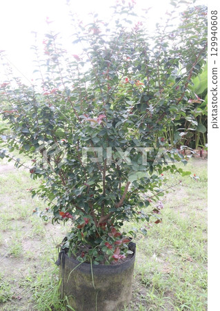 crape myrtle flower plant on farm crape myrtle flower plant on farm 129940608