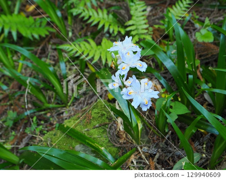 風景與白樺茸花 129940609